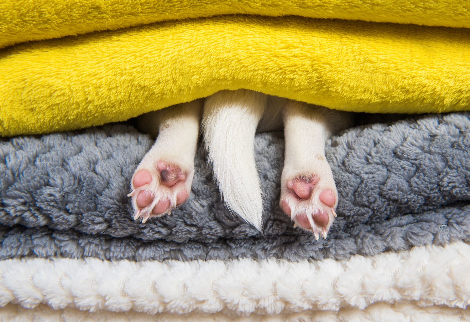 Dog Hiding - fireworks and thunderstorms