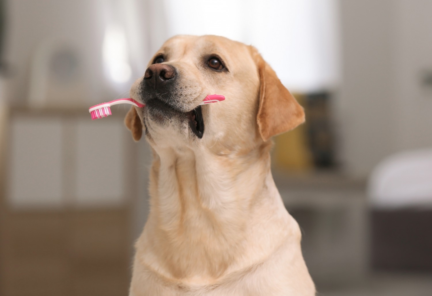Dog with toothbrush - Dental Care