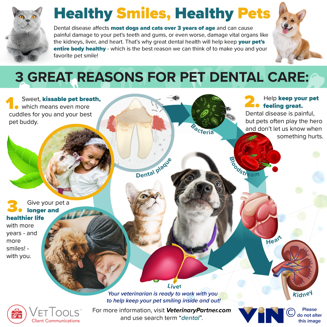 Healthy Smiles, Healthy Pets Infographic