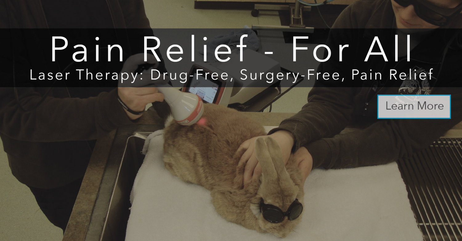 Pain Relief For All - Laser Therapy: Drug-Free, Surgery-Free, Pain Relief