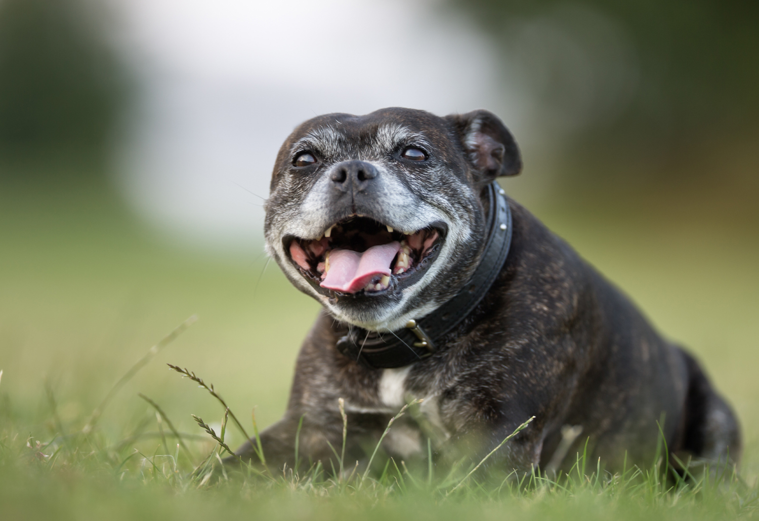 Dog - Arthritis in pets