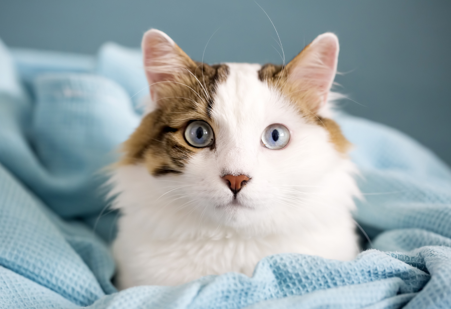 Cat In Blanket - Feline Asthma