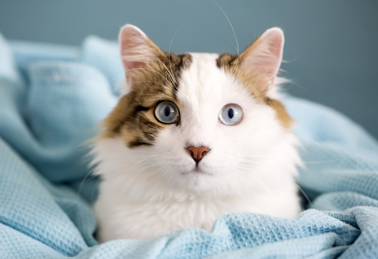 Cat In Blanket - Feline Asthma Cat In Blanket - Feline Asthma