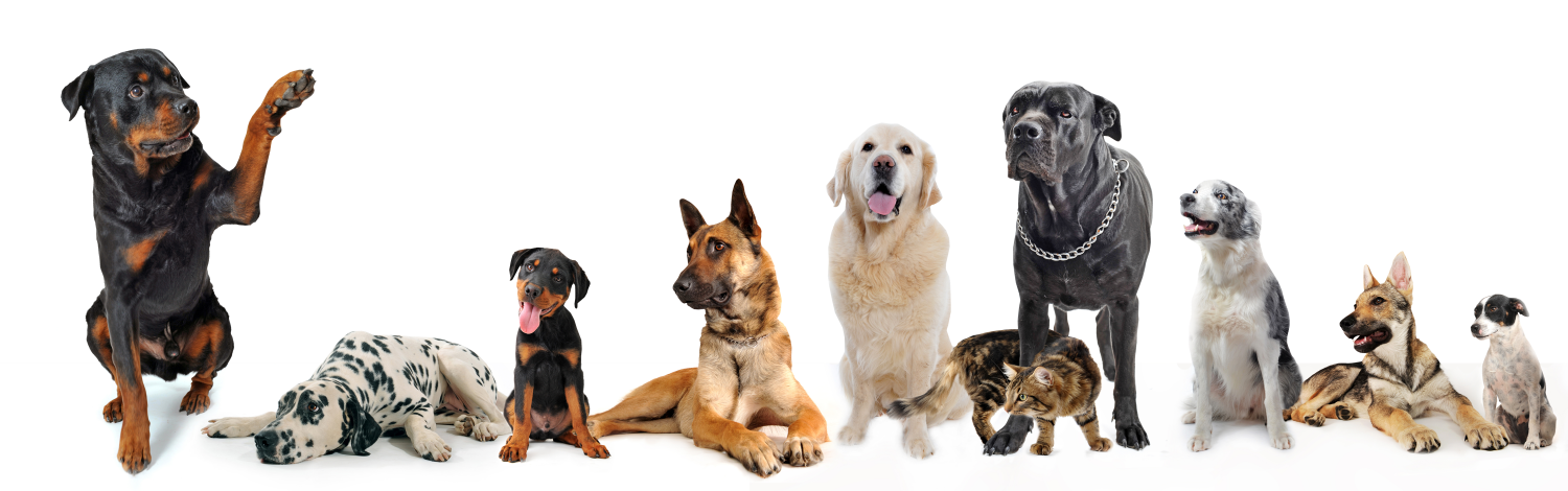 Hespeler Animal Hospital - Multiple Pets