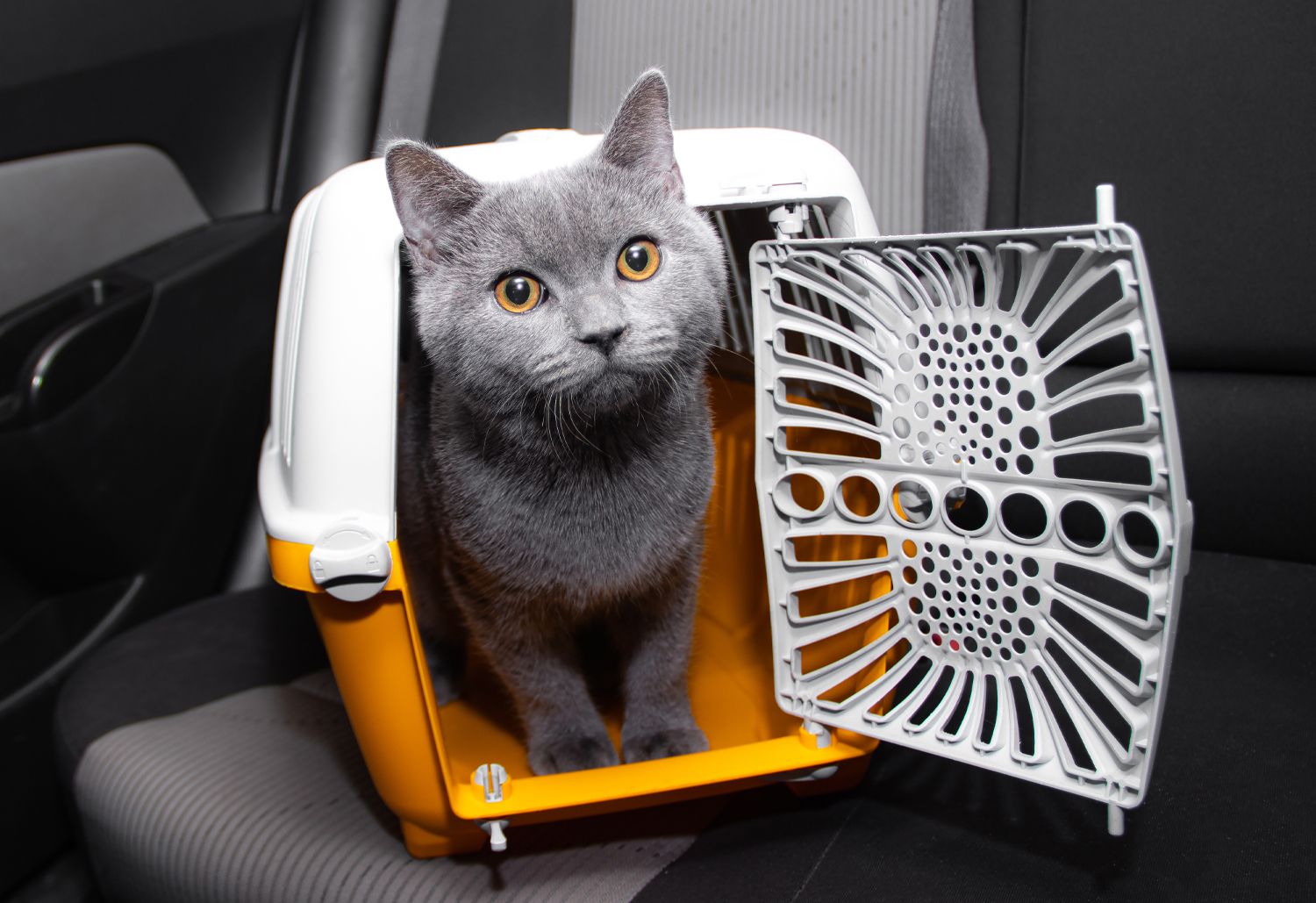 Cat With Carrier - make vet visits easier for your cat