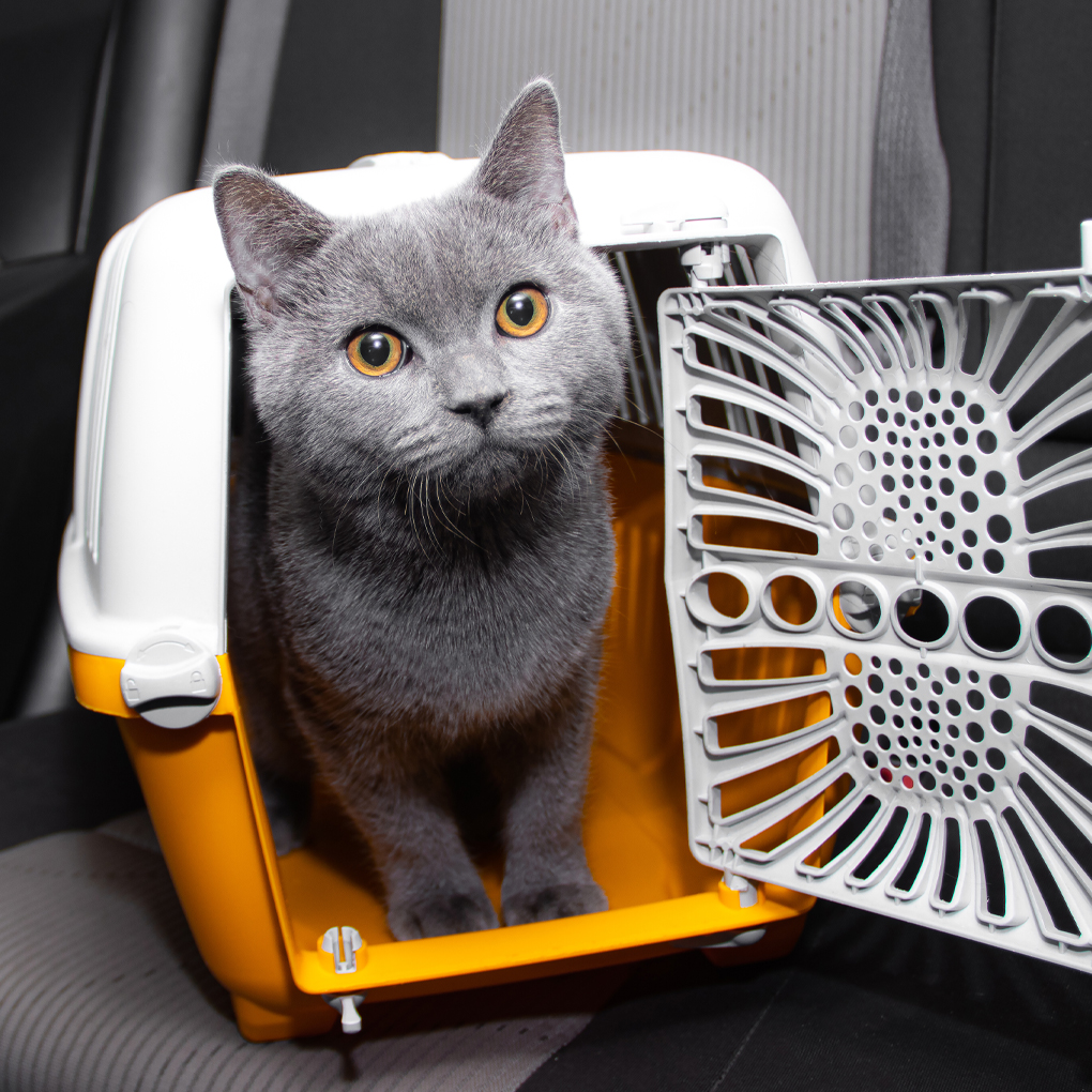 Some tips to make vet visits easier for your cat