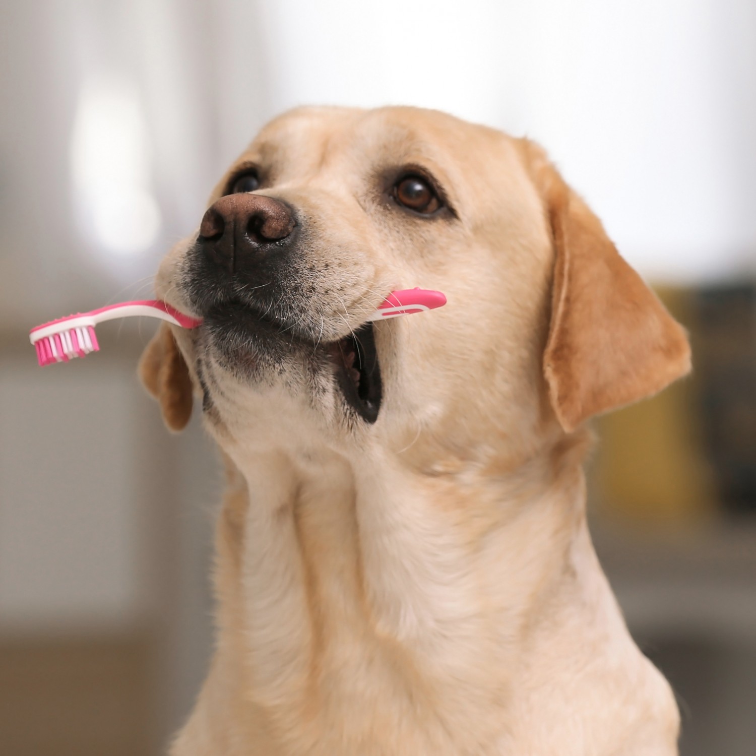 Why is dental care so important for our pets?