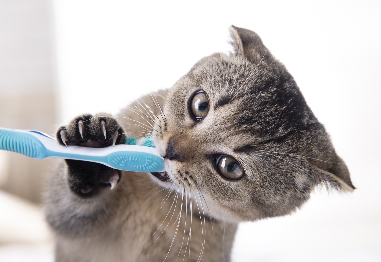 Cath with Toothbrush - February is Pet Dental Health Month