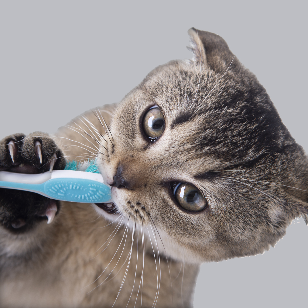 February is Pet Dental Health Month but it’s important year-round!