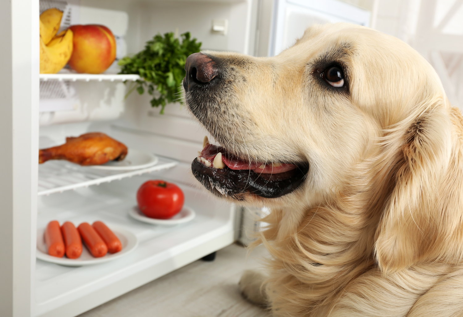Dog Next to Fridge - Fat pets are unhealthy pets.