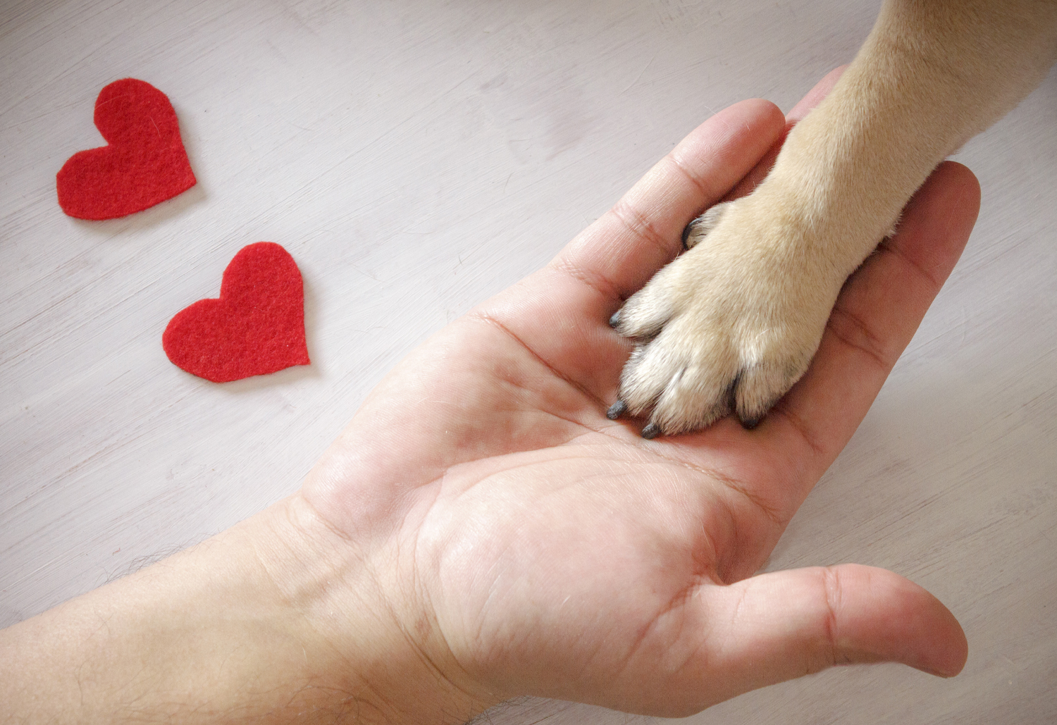 Dog Paw in Human Hand - Fear-free vet visits for your dog