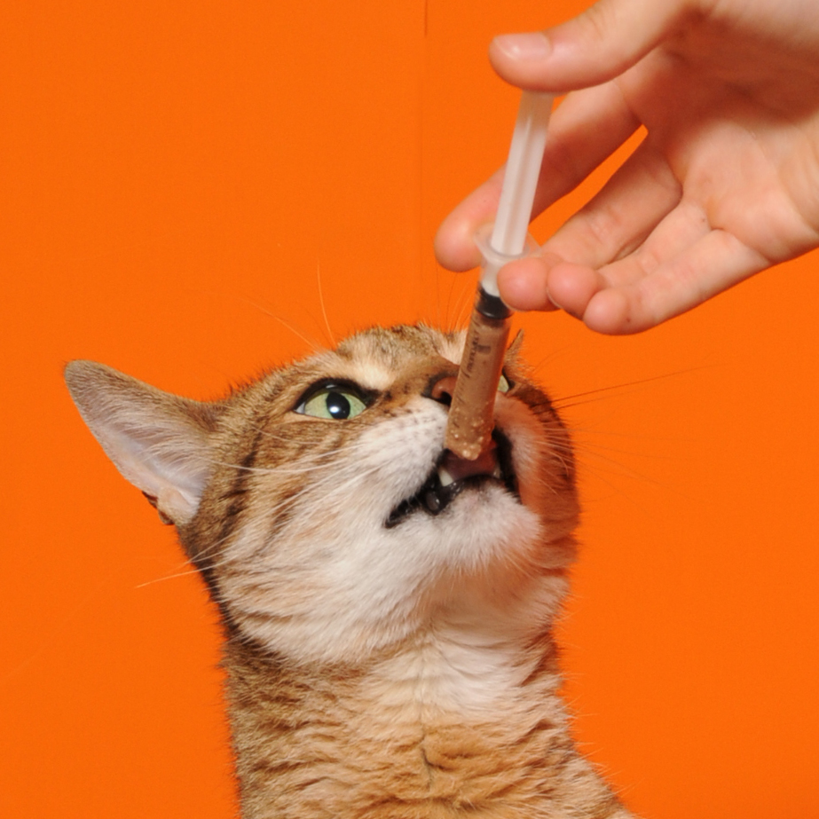 How to force feed an anorexic cat, if your veterinarian has recommended this