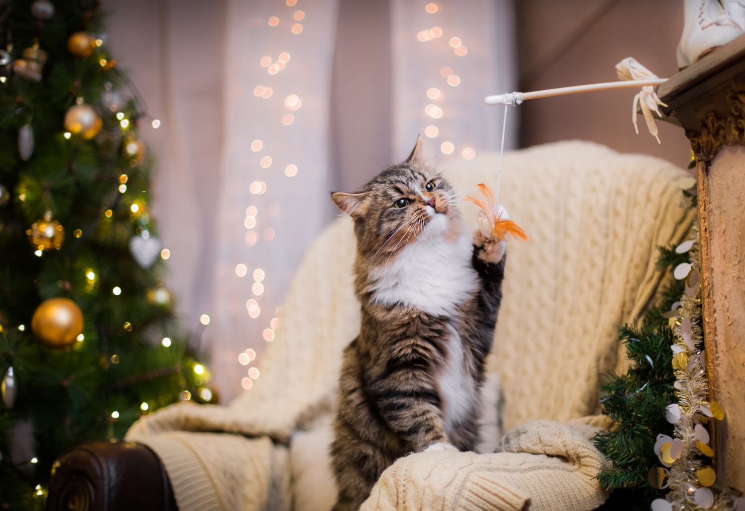 Cat in Holday Scene - Tips to keep your pets safe during the holiday season