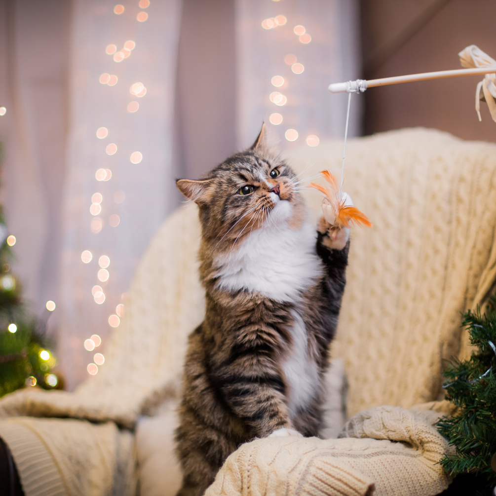 Tips to keep your pets safe during the holiday season