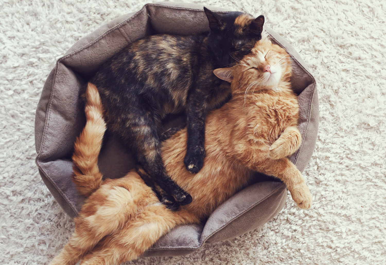 Two Cats Cuddling - How to introduce a new cat to your other cat, so they get along