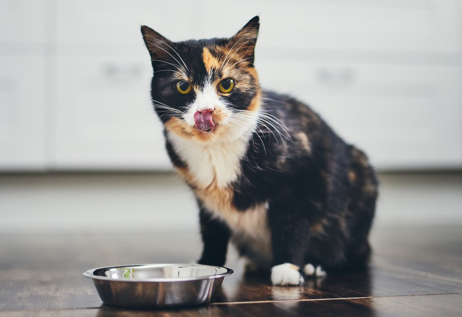 Cat with Bowl - Common Pet Food Myths