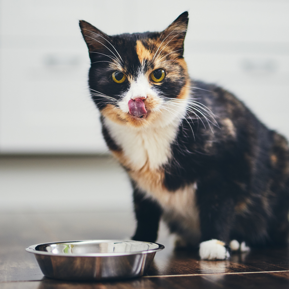 Common Pet Food Myths