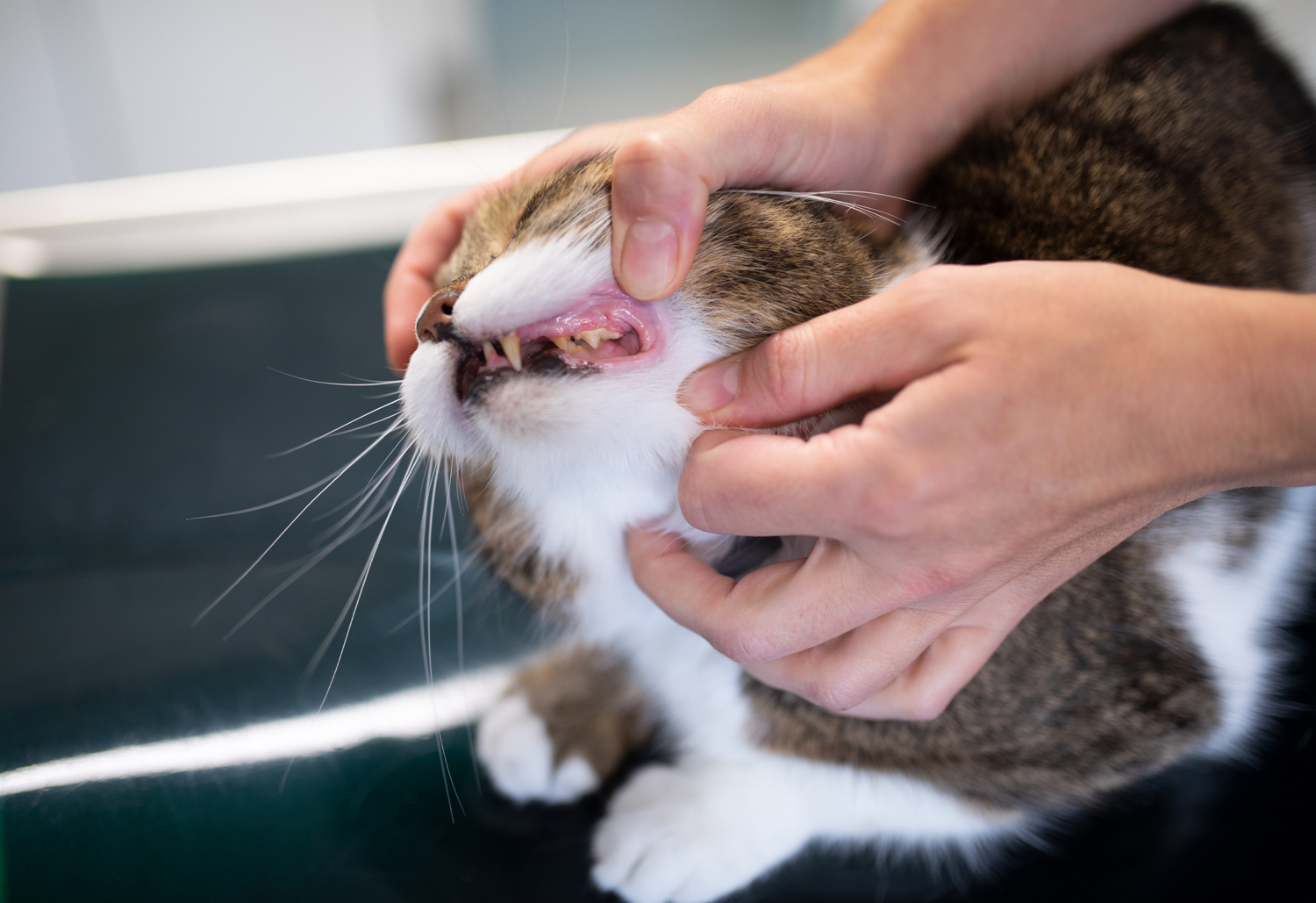 Cat Physical Exam - Preventative Health Care