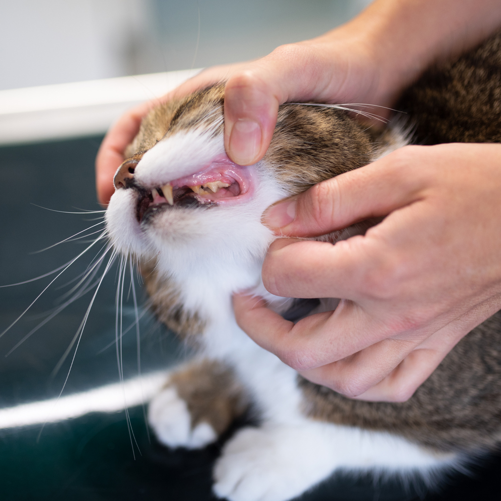 Only 1/3 of owned cats get Preventative Health Care. That’s sad because: