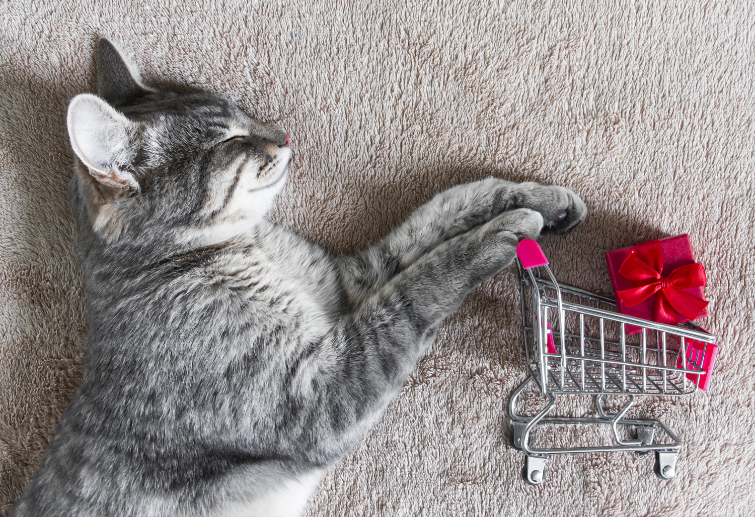 Cat With Shopping Cart - Why buying medication online is risky