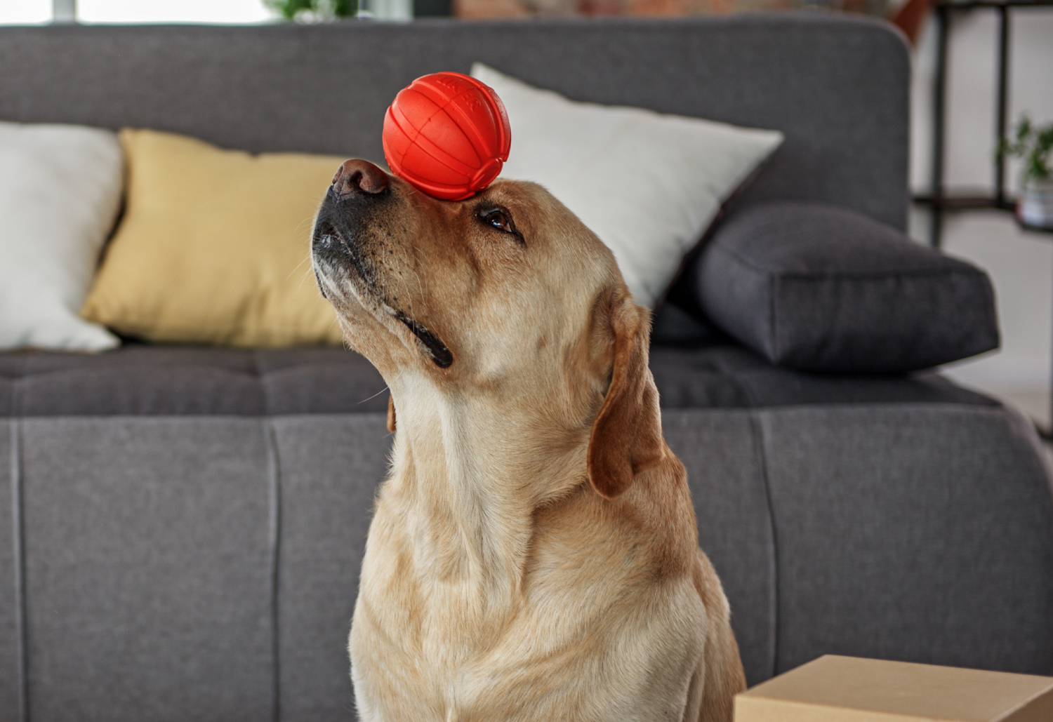 Dog Doing Trick - skills for your dog to master