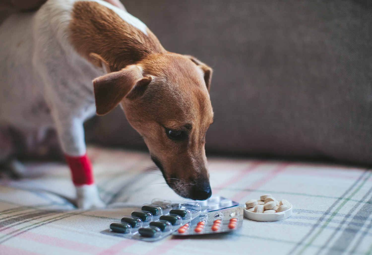 Dog With Medicine - How to split capsules
