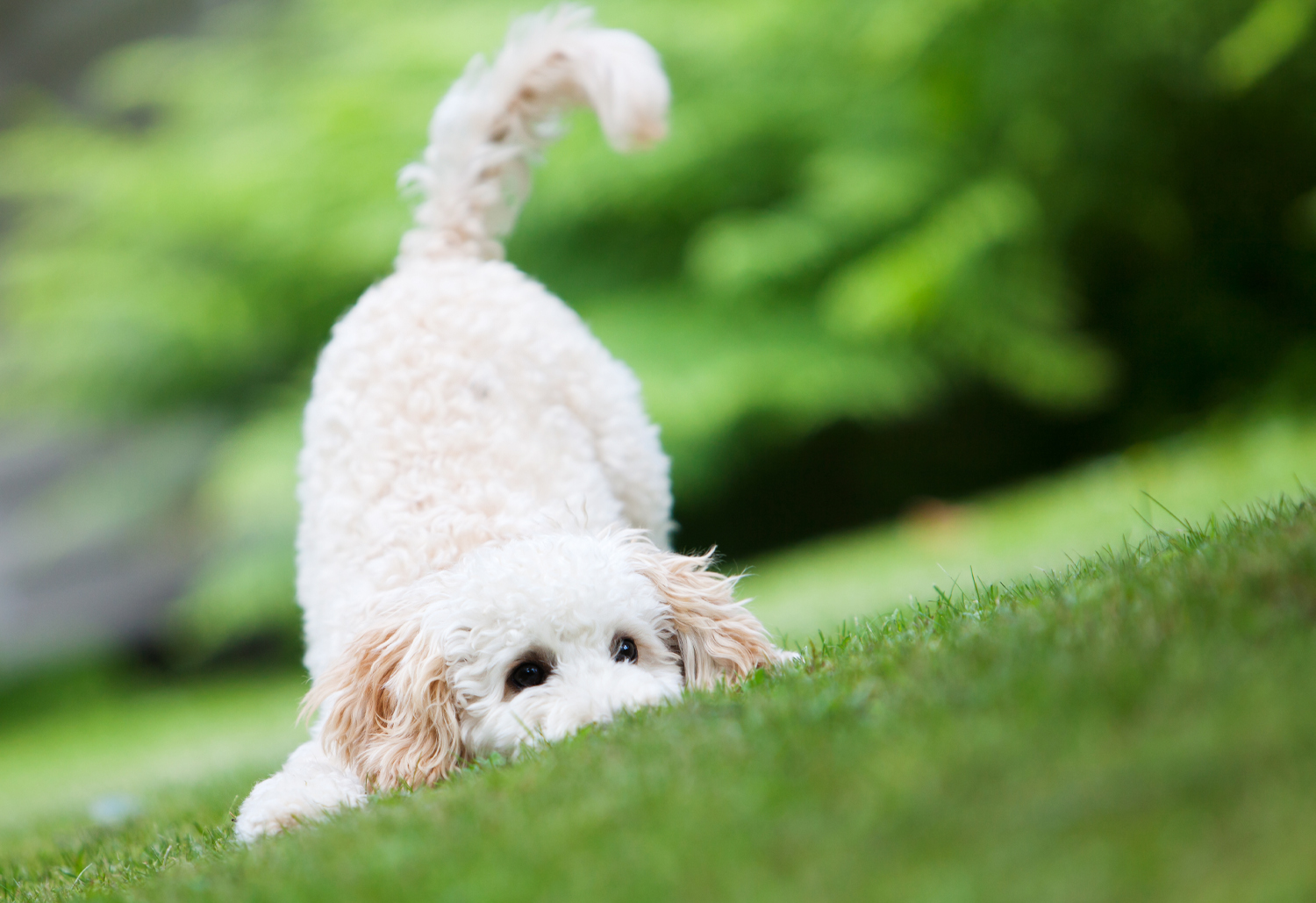 Dog Playing in Grass - Echinococcum multilocularis, a very scary tapeworm!