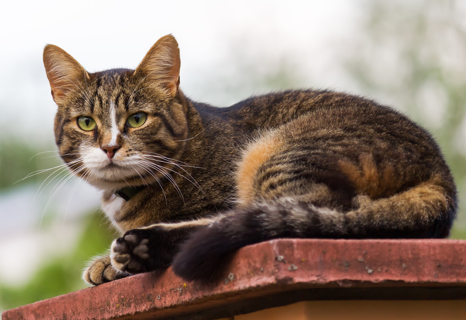 Cat Sitting Outside - Cuterebra in cats