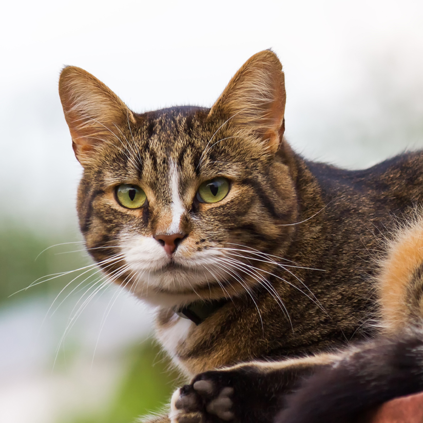 Cuterebra in cats